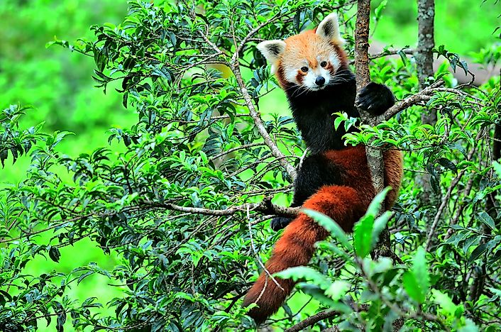 #1 Red Panda