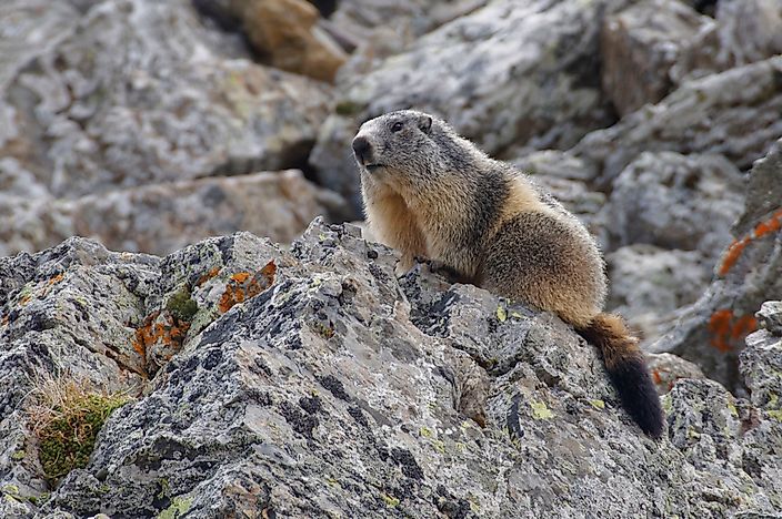 #8 Alpine Marmot