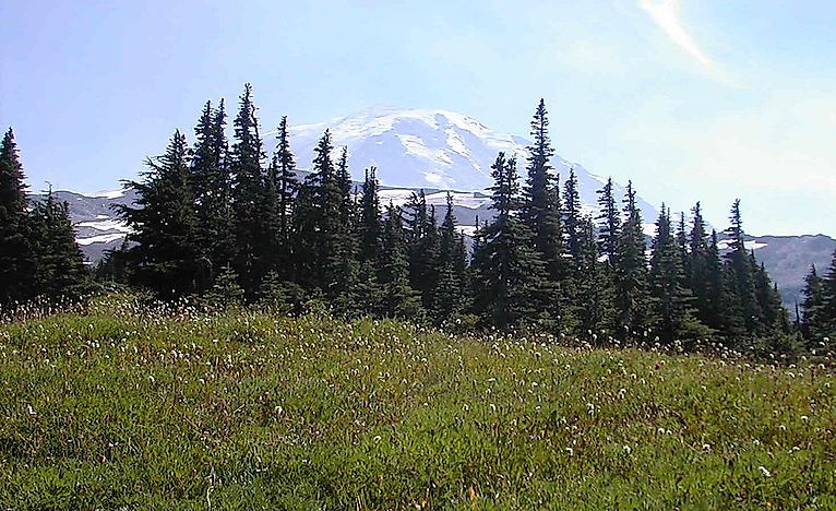 What Is A Tree Line?
