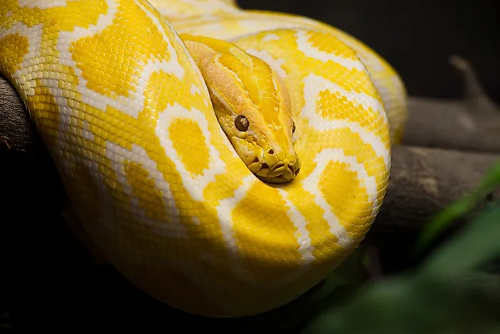 #10 Burmese Python