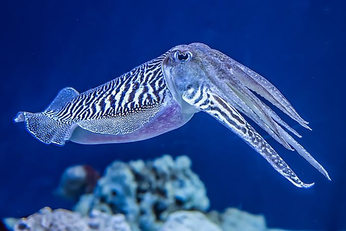Cuttlefish use counter-illumination when hunting.