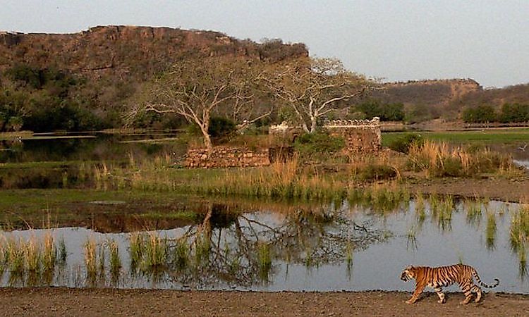 #12 Ranthambore National Park -