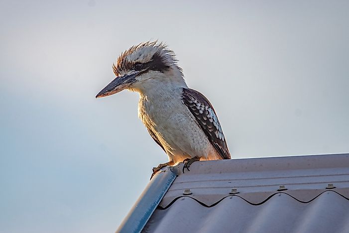#14 Kookaburra