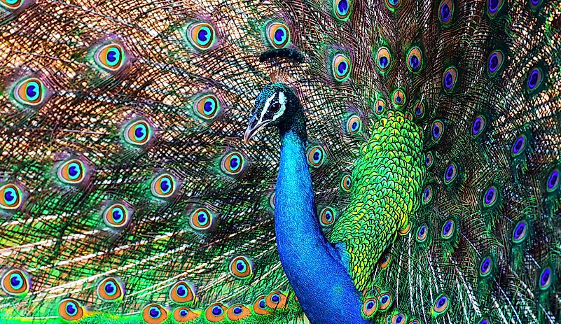 #1 Birds Have A Special Place In The Hearts Of Sri Lankans