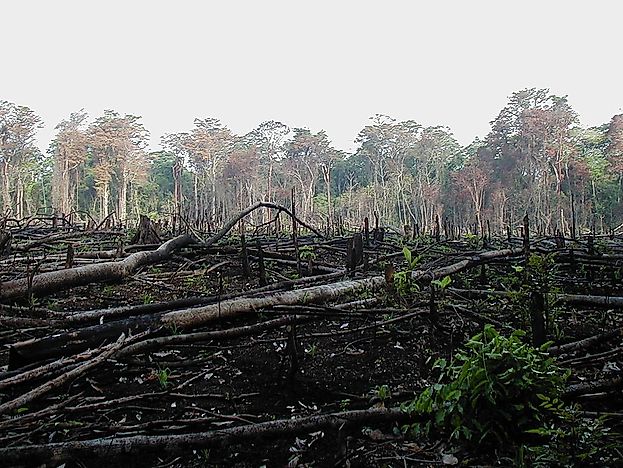 Deforestation Triggered By Charcoal Production Around The World