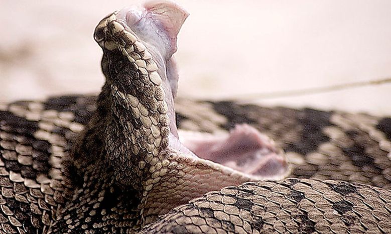 There Are Six Venomous Snakes Found In North Carolina Know What