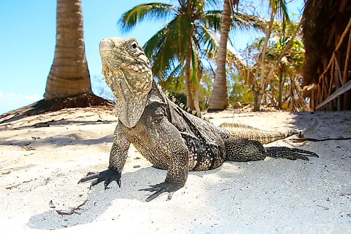 #10 Cuban Ground Iguana
