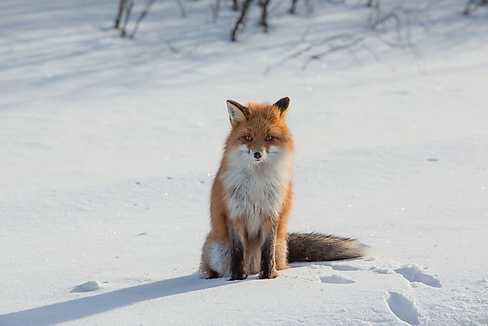 #9 Arctic Fox