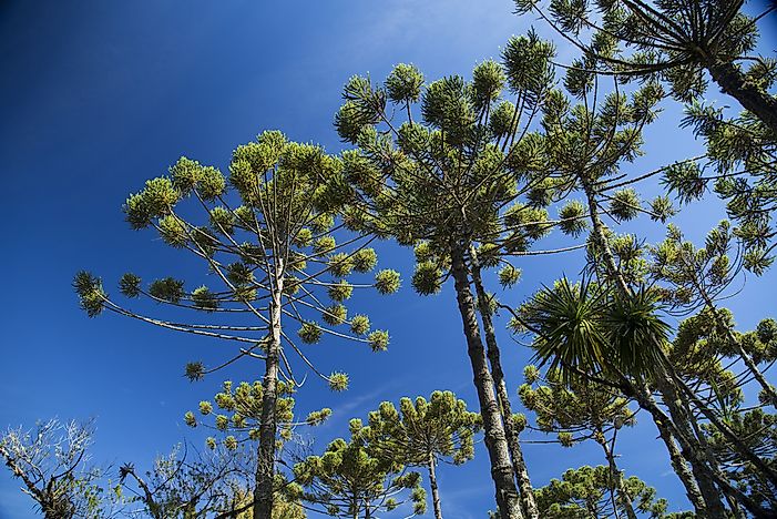 #6 Parana pine