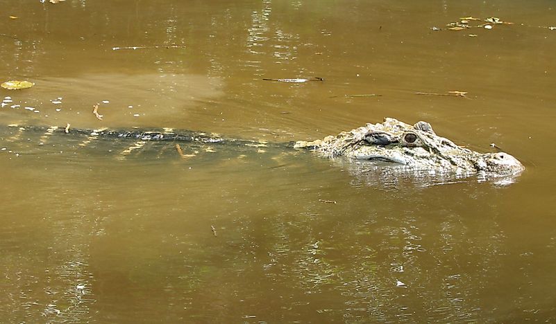 #1 Black Caiman