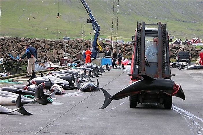 Taiji Drive Hunt - Dolphin And Whale Species Most Affected