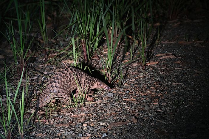 #6 Sunda Pangolin