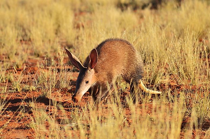 Aardvark Facts - Animals of Africa