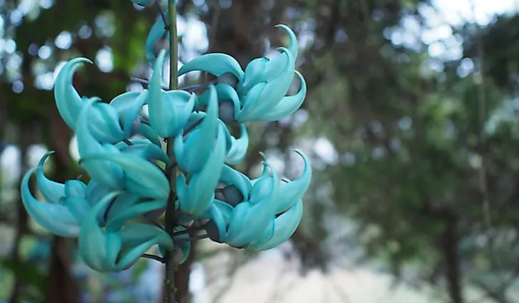 Rarest Flowers In The World