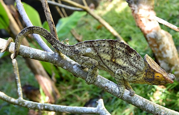 #3 Parson's chameleon