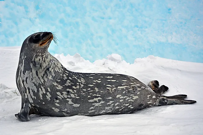 #5 Ringed seal