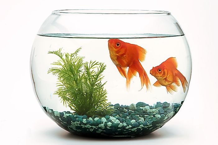 Where Are Goldfish From?