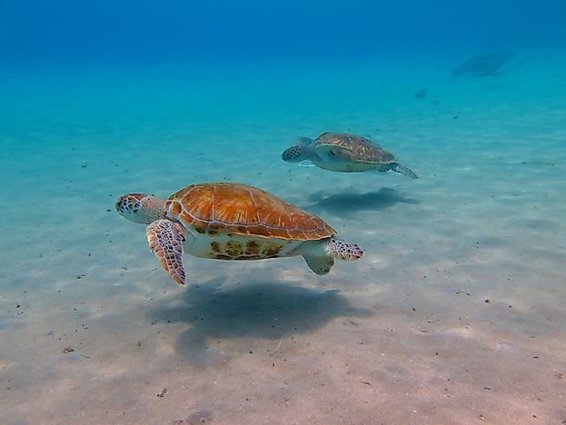 #1 Sea Turtles