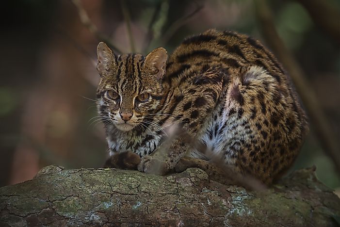 #1 Leopard Cat