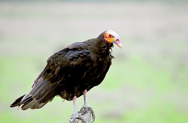 #3 Lesser Yellow-Headed Vulture