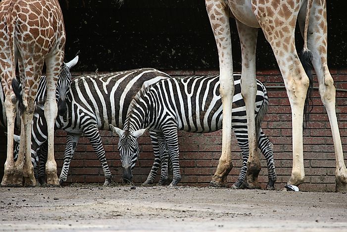 Selous' Zebra with a pair of giraffes. Selous' Zebra with a pair of giraffes.
