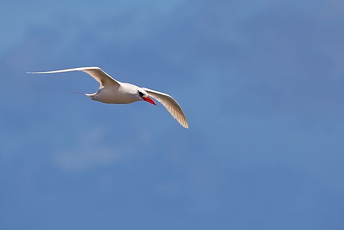 The Three Extant Species Of Tropicbirds Living Today