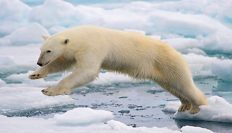 #1 Polar Bear