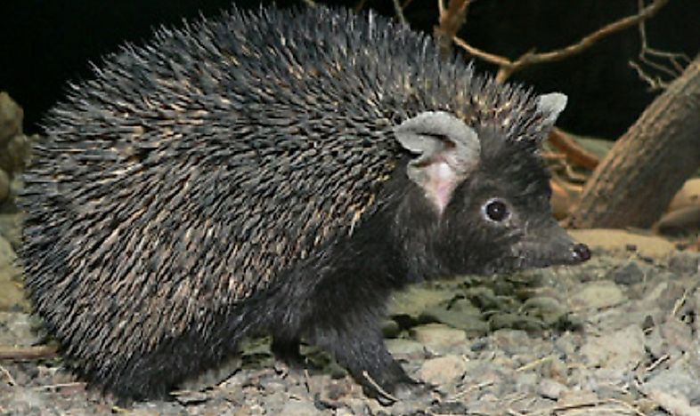 The Native Mammals Of Iran