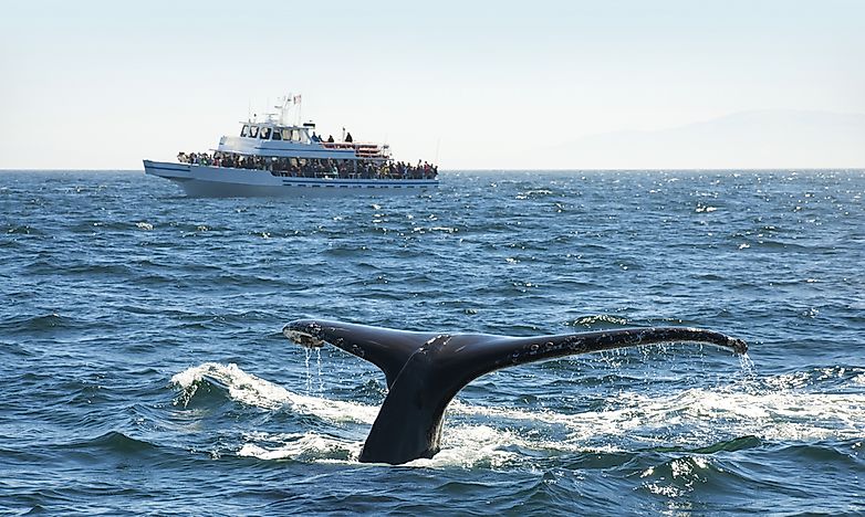 Top Whale-Watching Destinations In The World