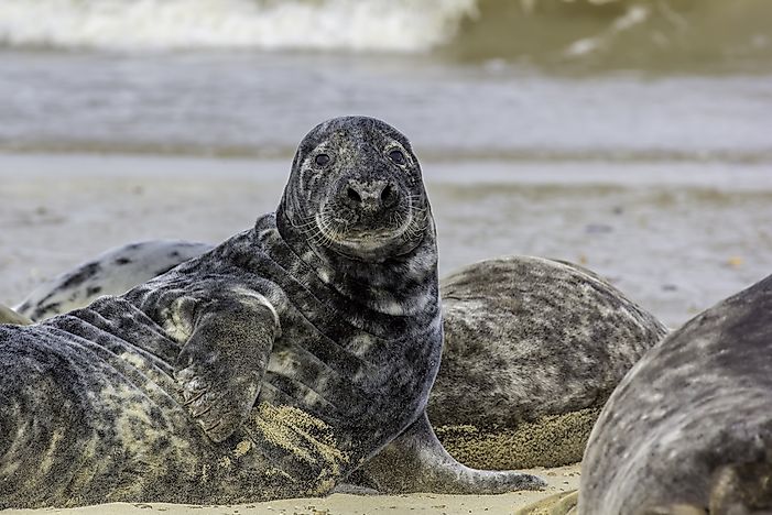 #6 Spotted seal