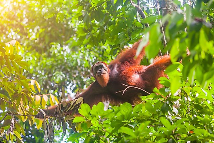 Critically Endangered Species And Subspecies Of Great Apes