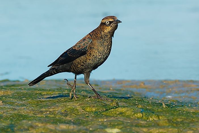 Canada And Its Many Birds