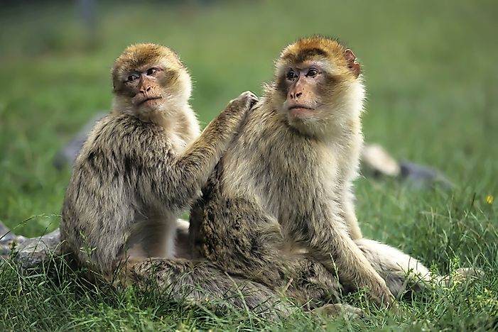 #9 Barbary Macaque