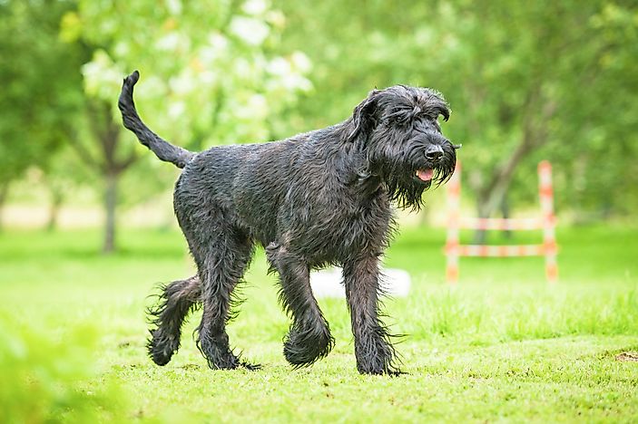 A Giant Schnauzer. A Giant Schnauzer.