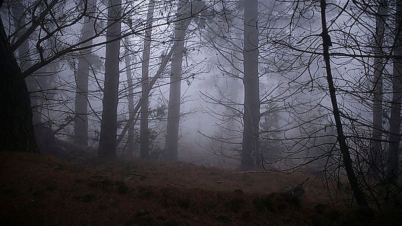 What Is Humidity And How Does It Affect Life On Earth?