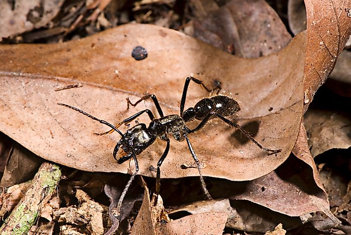 What is the World's Largest Species of Ant?