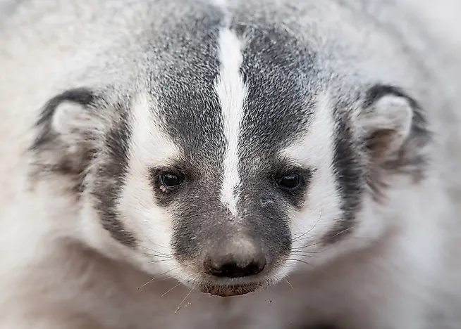 American Badger Facts: Animals of North America