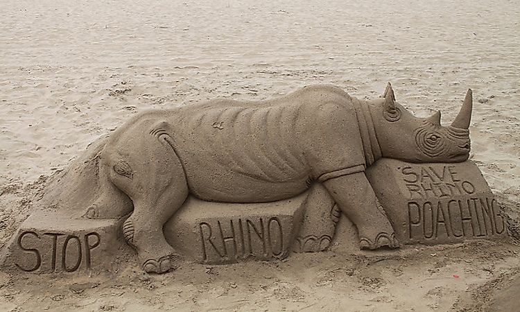 Types Of Rhinos Living Around The World Today
