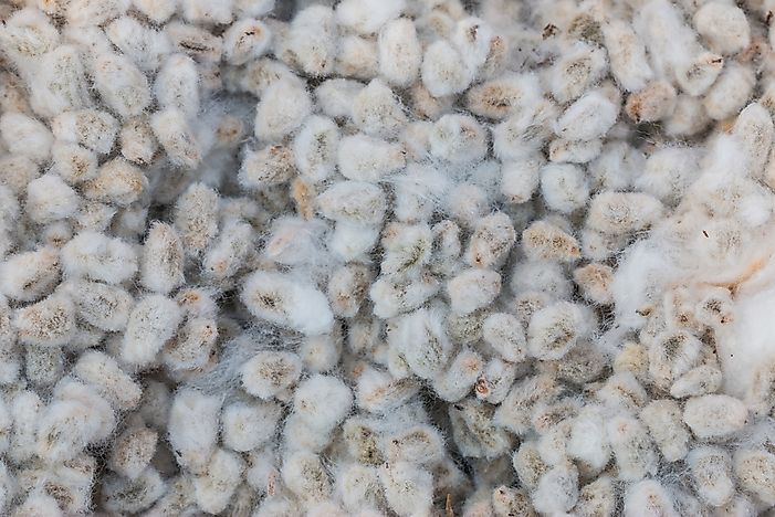 Countries Who Produce the Most Cottonseed