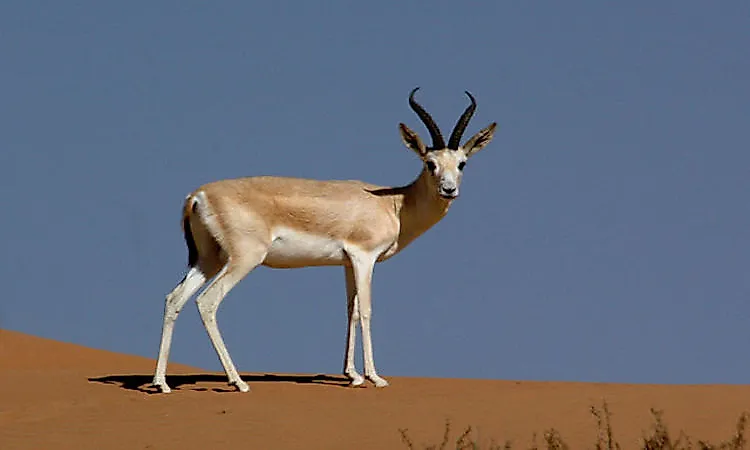 #3 Black-Tailed Gazelle -