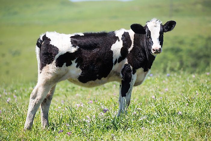 Top 10 Milk-Producing US States