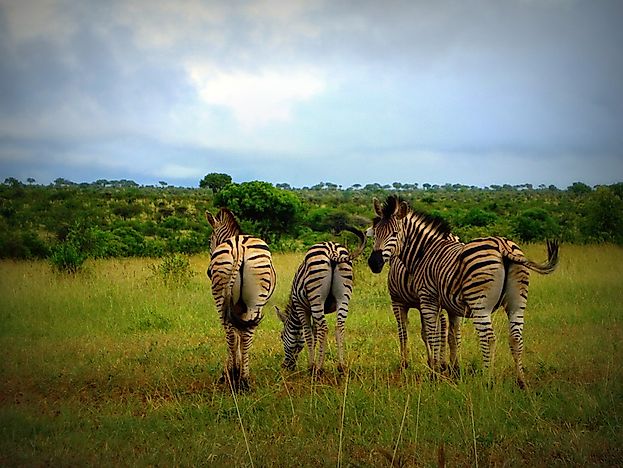 #15 South Africa
