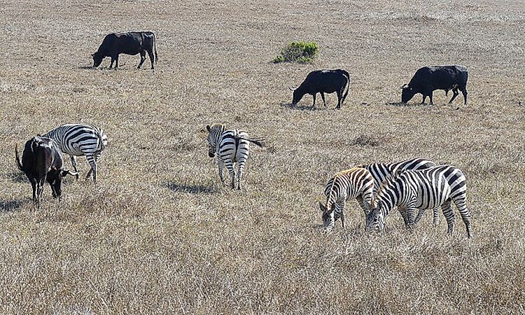 #2 Zebras Need To Be Protected -