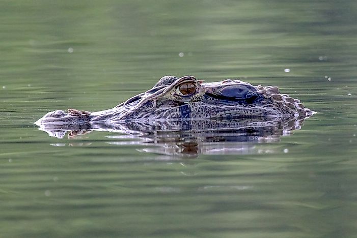 What Are The Differences Between A Caiman And An Alligator?