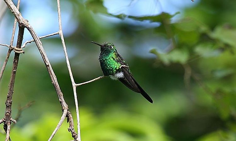 #14 Cuban Emerald -