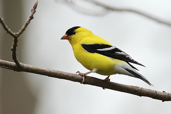 #8 American Goldfinch