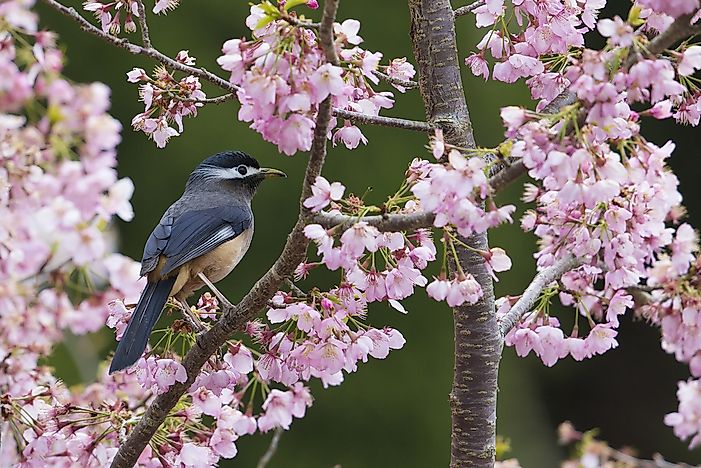 #14 White-eared Sibia