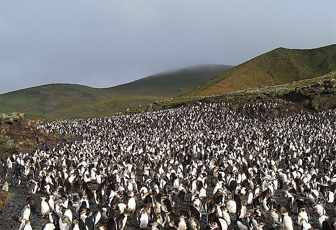 Macquarie Island, A UNESCO World Heritage Site In Australia