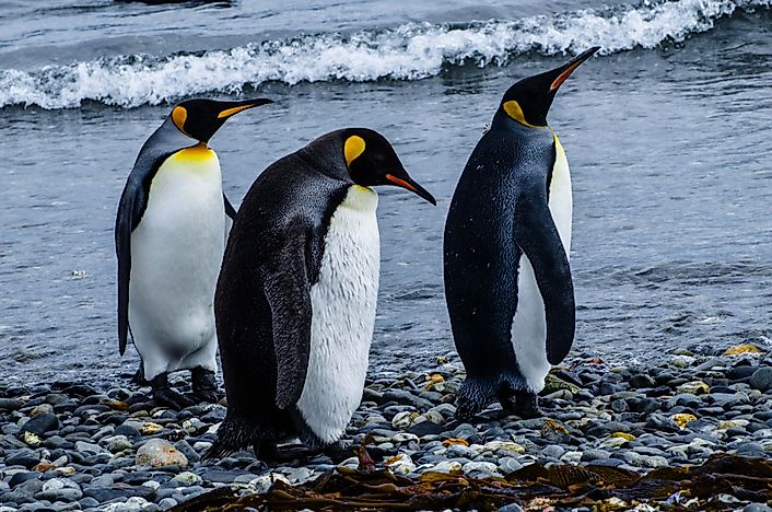 Emperor Penguin Facts: Animals of Antarctica