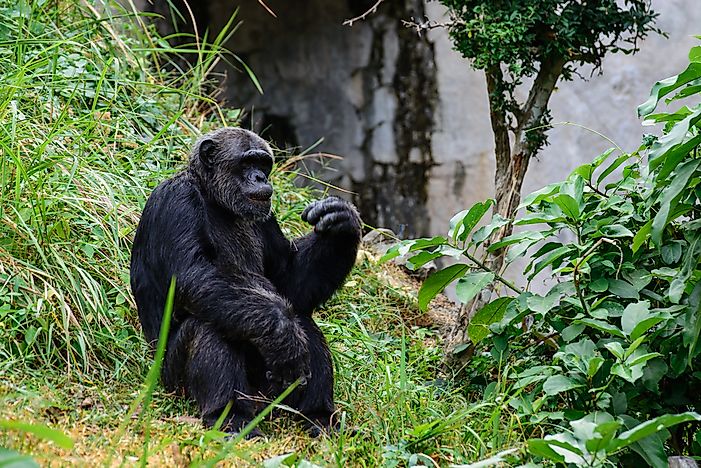 Odzala National Park provides a vital habitat for the western gorilla. Odzala National Park provides a vital habitat for the western gorilla, pictured here.